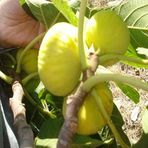 Anamur Naturel Tüplü Iri Meyveli Ballı Sofralık Kurutmalık Incir Fidanı