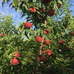 Anamur Naturel Tüplü Iri Meyveli Kokulu Erkenci Transvalia Şeftali Fidanı