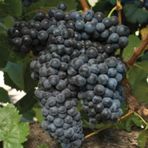 Anamur Naturel Tüplü İri Salkımlı Nevşehir Dimrit Üzüm Fidanı
