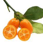 Anamur Naturel Tüplü Kabuğuyla Yenen Nagami Kamkat Fidanı Meyve Verme Yaşında