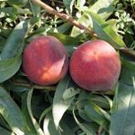 Anamur Naturel Tüplü Kızıl Etli Vista Rich Şeftali Fidanı