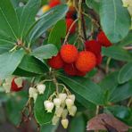 Anamur Naturel Tüplü Kocayemiş Fidanı