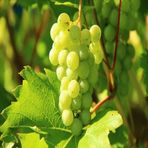Anamur Naturel Tüplü Kokulu Tatlı Sulu Bornova Misketi Üzüm Fidanı