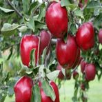 Anamur Naturel Tüplü Kömür Siyahı Joremini Elma Fidanı