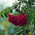 Anamur Naturel Tüplü Kuş Üvezi (Sorbus Aucuparia L.) Fidanı