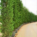 Anamur Naturel Tüplü Leylandi Ağacı Fidanı-10 cm Üzeri