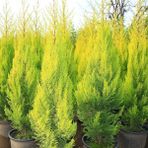 Anamur Naturel Tüplü Limoni Servi (Goldcrest) Fidanı 10-30 cm