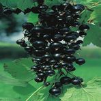 Anamur Naturel Tüplü Salkım Meyveli Rosenthal Ribes Nigrum Siyah Frenk Üzümü Fidanı