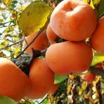 Anamur Naturel Tüplü Salkım Yüksek Verimli Morali Trabzon Hurması Fidanı