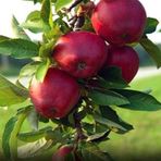 Anamur Naturel Tüplü Scarlet Spur İri Meyveli Kırmızı Elma Fidanı