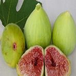 Anamur Naturel Tüplü Şeker Oranı Yüksek Balküpü Sarı Zeybek Nazilli İncir Fidanı