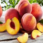 Anamur Naturel Tüplü Sert Meyveli Bursa Yarma Şeftali Fidanı