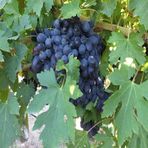 Anamur Naturel Tüplü Siyah Sofralık Horoz Karası Üzüm Fidanı