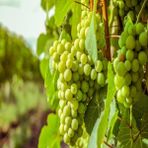 Anamur Naturel Tüplü Sofralık Safronbolu Çavuşu Üzüm Fidanı