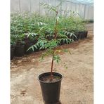 Anamur Naturel Tüplü Ucb 1 Antep Fıstığı Anacı Fidanı (10 Adet)