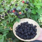 Anamur Naturel Tüplü Verimli Aroması Yüksek Boysenberry Böğürtlen Fidanı