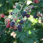 Anamur Naturel Tüplü Verimli Erkenci Dikensiz Early Fat Böğürtlen Fidanı