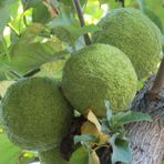 Anamur Naturel Tüplü Yalancı Portakal (Ayı) Ağacı (Maclura Pomifera) Fidanı