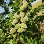 Anamur Naturel Tüplü Yarı Bodur Ne Plus Ultra Badem Fidanı