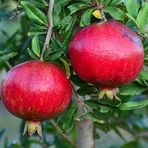 Anamur Naturel Tüplü Yüksek Aromalı Tatlı Meyveli Çekirdeksiz Esin Nar Fidanı
