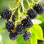 Anamur Naturel Tüplü Yüksek Verimli Aromalı Arapaho Böğürtlen Fidanı