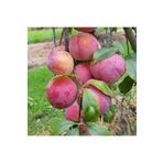 AnamurNaturel Tüplü Aşılı Yarıbodur Iri Meyveli Autumn Giant Japon Erik Fidanı