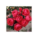 AnamurNaturel Tüplü Gartenprinzessin Marie Jose Yediveren Yoğun Kokulu Parfüm Gül Fidanı