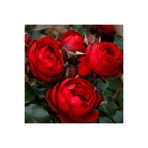 AnamurNaturel Tüplü Katmerli Kordes Rosen Till Eulenspiegel Kokulu Yediveren Gül Fidanı