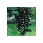 AnamurNaturel Tüplü Salkım Meyveli Rosenthal Ribes Nigrum Siyah Frenk Üzümü Fidanı