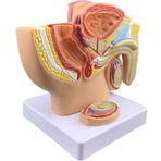 Anatomi Modeli Erkek Pelvis Modeli Kadın İnsan Modeli Prostat Modeli Organ Modeli İnsan Anatomisi Modeli İnsan Vücudu Modeli,Erkek Pelvik Sagittal