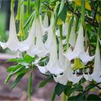 Angel Trumpet Çiçeği Tohumu Melek Borazanı Çiçeği Tohumu Eklm Seti 5 Adet Tohum+ Saksı + Toprak