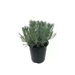 Angustifolia Lavanta Çiçeği Fidanı 10-20 Cm