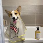 AnHome Komik Evcil Hayvan Saç Kesimi Giysileri Köpek Kedi Kostümü, Cadılar Bayramı, Noel, Partiler, Festivaller, Fotoğraf Çekimleri Küçük Orta ve Büyük Köpekler için Köpek Perukları (Taç Kesimi Giysileri-S)