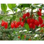 Anka Bahçe 2 Adet Goji Berry Fidanı ( Damaye ) Tombul Meyve Tüplü 1 Yaş 12 Ay Dikebilirsiniz....