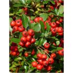 AnkaBahçe Kırmızı Ateş Dikeni Pyracantha Red Column, Saksıda