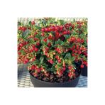 AnkaBahçe Turna Yemişi (Cranberry) Fidanı 9 cm saksıda