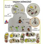 Ankebut Bilgi Çarkı Fen Seti 2 Yaşam Döngüsü