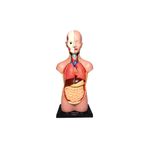 Anlily EduLabs Insan Vücudu Ve Organlar Büyük Boy 50cm
