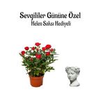 Anneler Gününe Özel Kırmızı Renk Gül Fidanı Helen Saksı