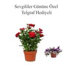 Anneler Gününe Özel Kırmızı Renk Gül Fidanı Telgraf Hediyeli
