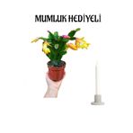 Anneler Gününe Özel Sarı Yılbaşı Çiçeği Mumluk Hediyeli İç Mekan Çiçeği