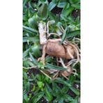 Antalya Tropikal Orchis Sancta 100 Adet Salep Fidesi