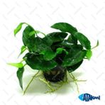 Anubias Barteri 5-6 Yapraklı Kök Canlı Bitki