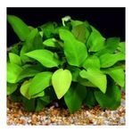 Anubias Barteri V. 5-6 Yapraklı Kök Canlı Bitki
