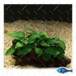 Anubias Barteri Var. 5-6 Yapraklı Kök Canlı Bitki
