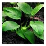 Anubias Barteri Var. Barteri (L) 5-6 Yapraklı Kök Canlı Bitki