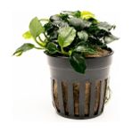 Anubias Barteri Var Nana (Dark Angel) Saksı Canlı Bitki