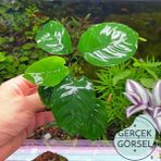 Anubias Broad Leaf 6-7 Yapraklı Canlı Bitki M