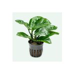 Anubias Butterfly Saksı Canlı Bitki