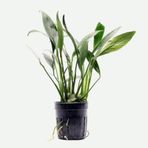 Anubias Congensis 5-6 Yapraklı Kök Canlı Bitki